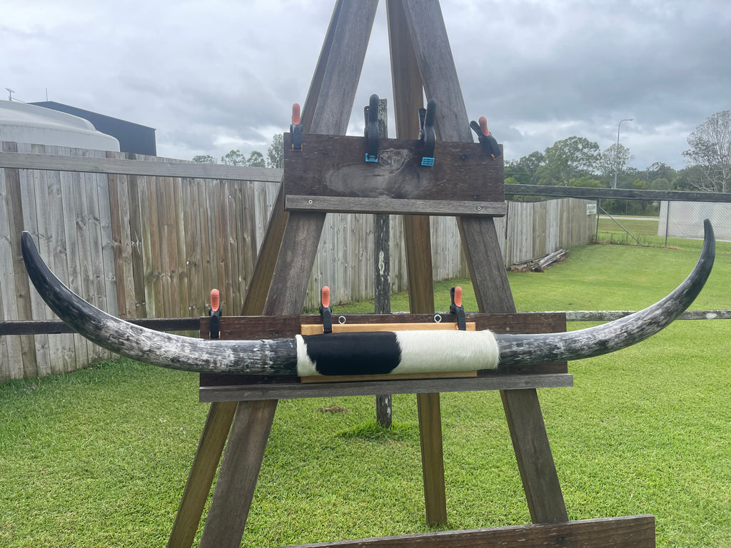 Mounted Cow Horns 18 ( delivery extra on request )