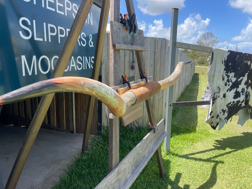 Mounted Cow Horns 35 (delivery extra on request)