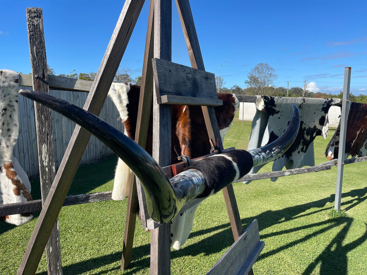 Mounted Cow Horns 36 (delivery extra on request)