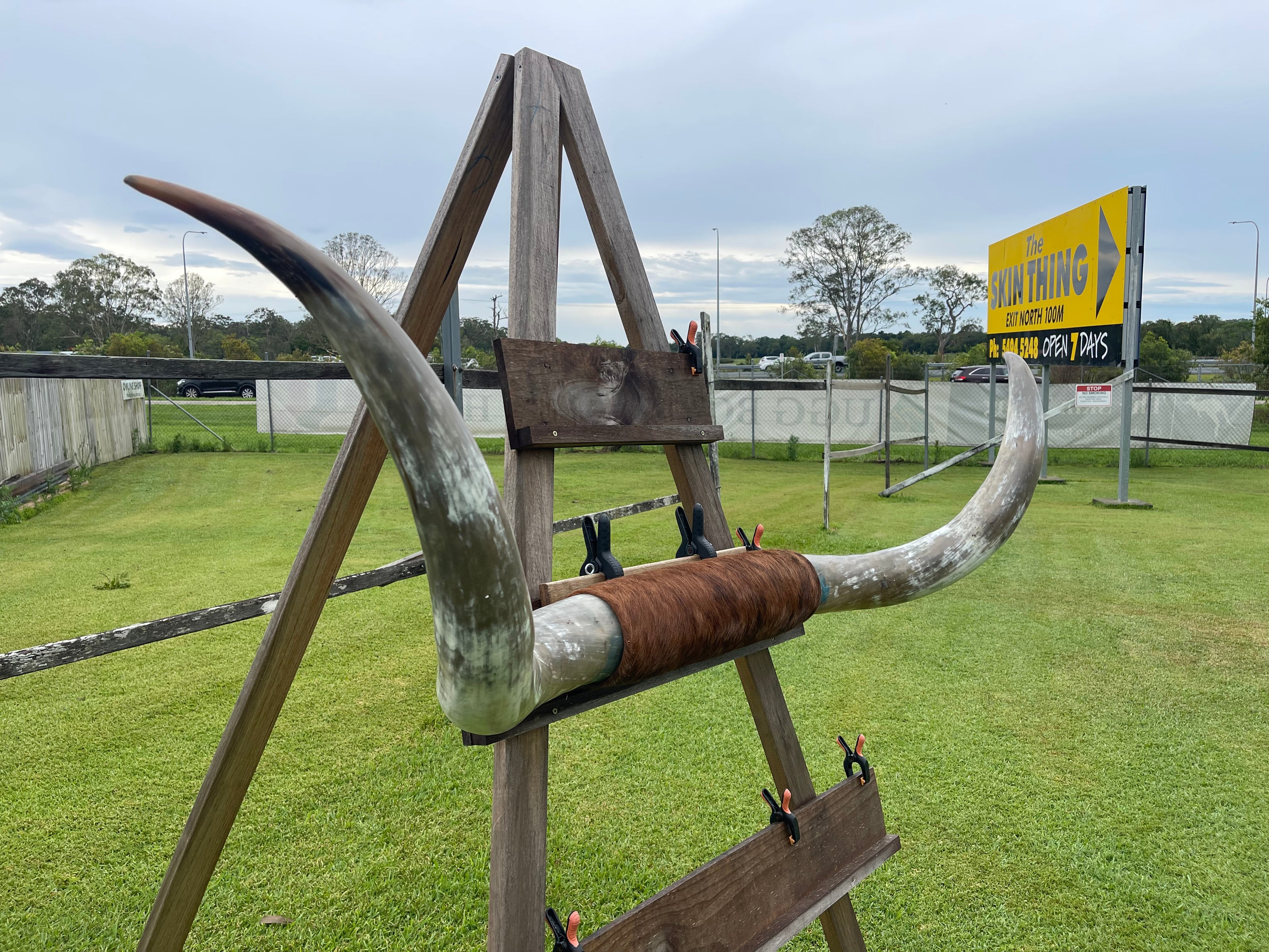 Mounted Cow Horns 19 (delivery extra on request)