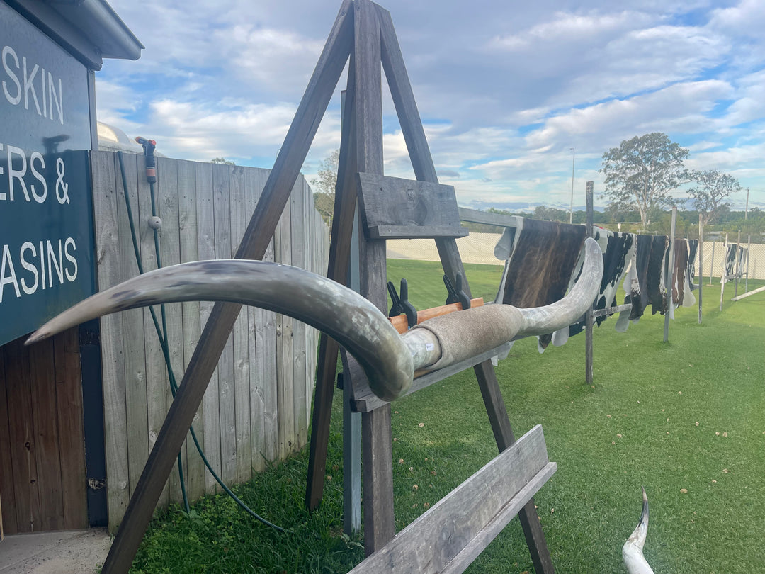 Mounted Cow Horns 04 (delivery extra on request)