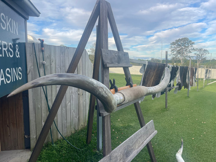 Mounted Cow Horns 04 (delivery extra on request)