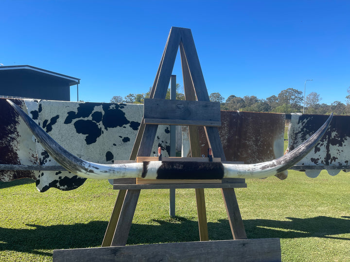 Mounted Cow Horns 12 (delivery extra on request)