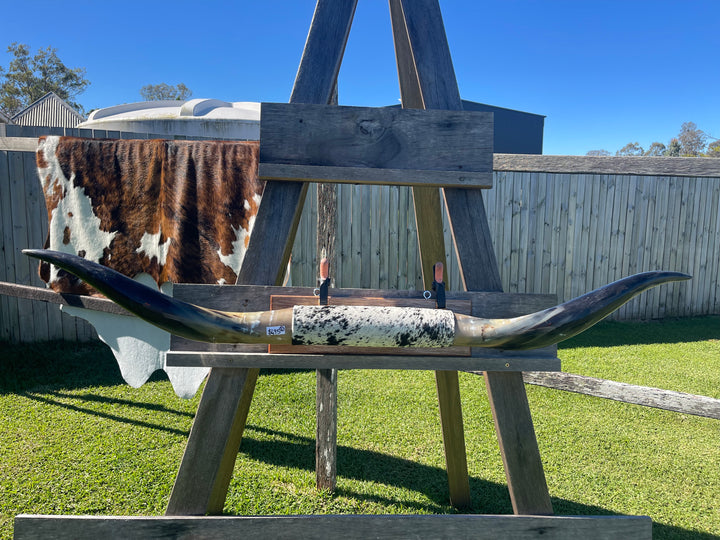 Mounted Cow Horns 22 (delivery extra on request)