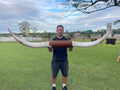 Mounted Cow Horns 23 (delivery extra on request)