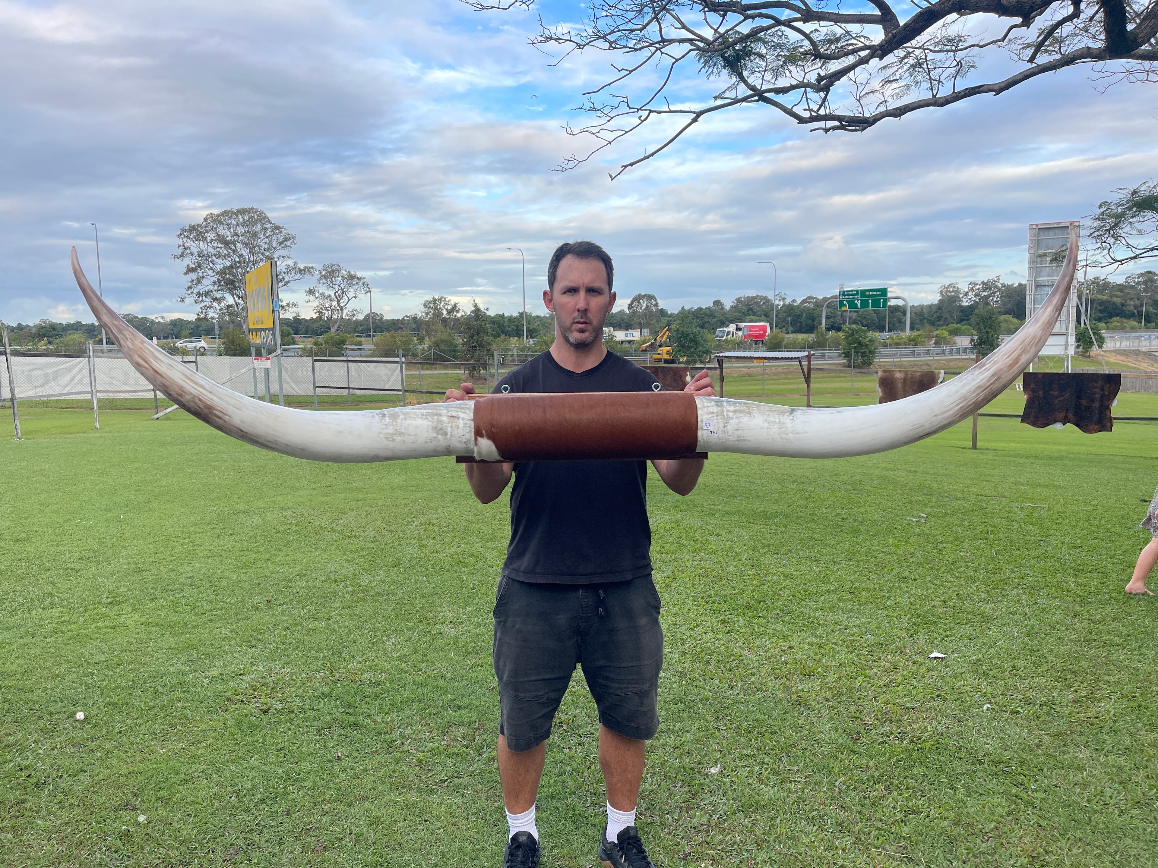 Mounted Cow Horns 23 (delivery extra on request)