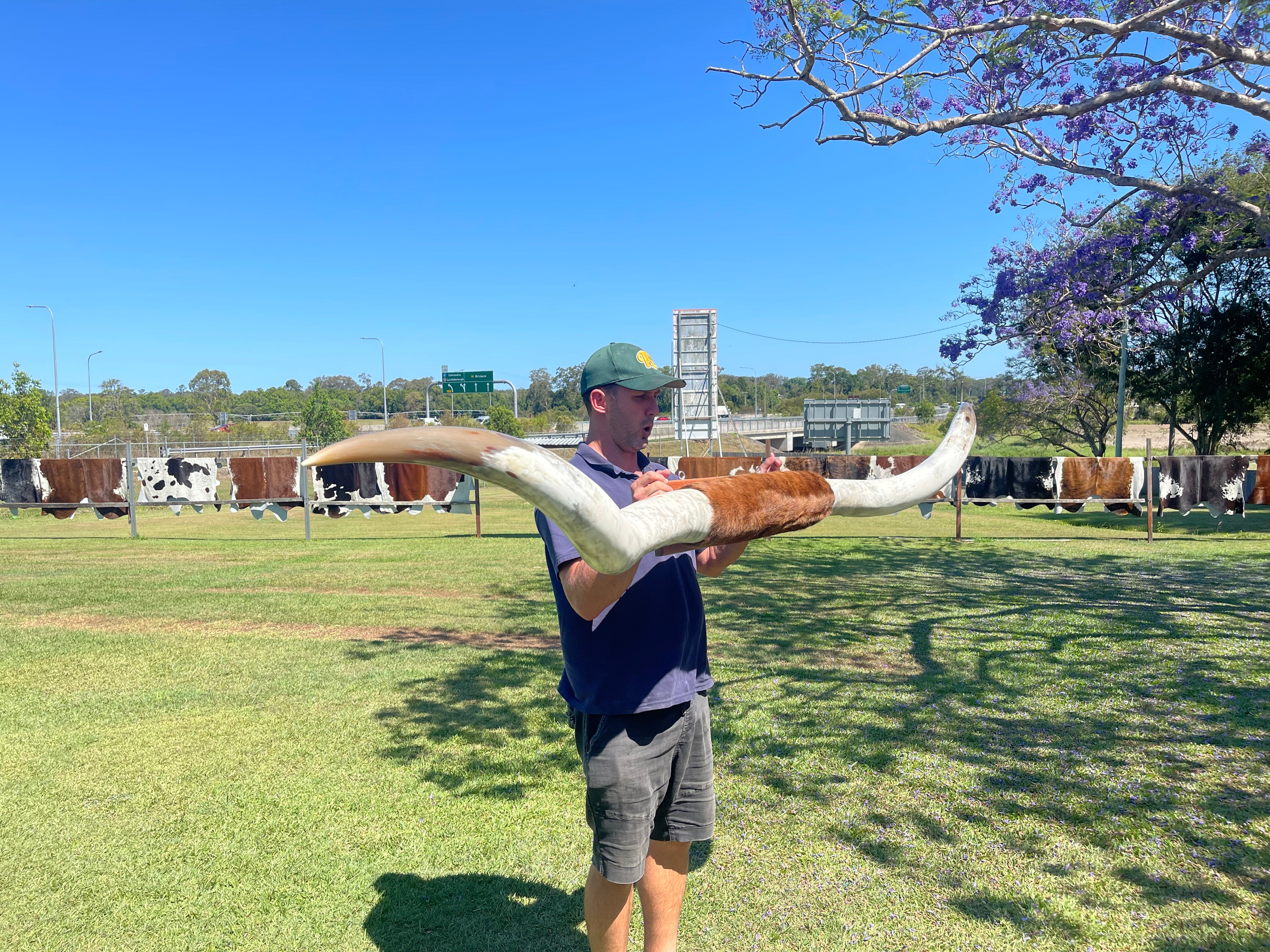 Mounted Cow Horns 10 (delivery extra on request)