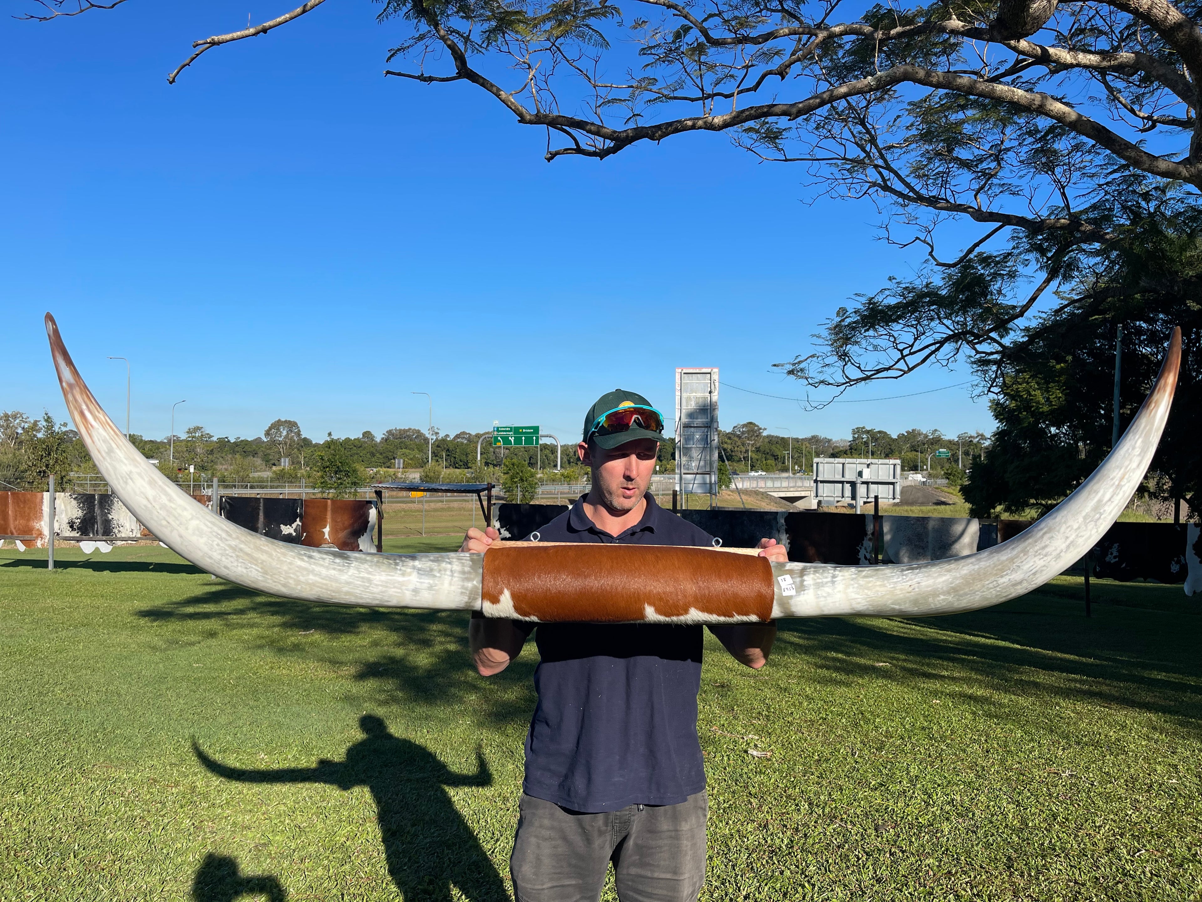 Mounted Cow Horns 38 (delivery extra on request)