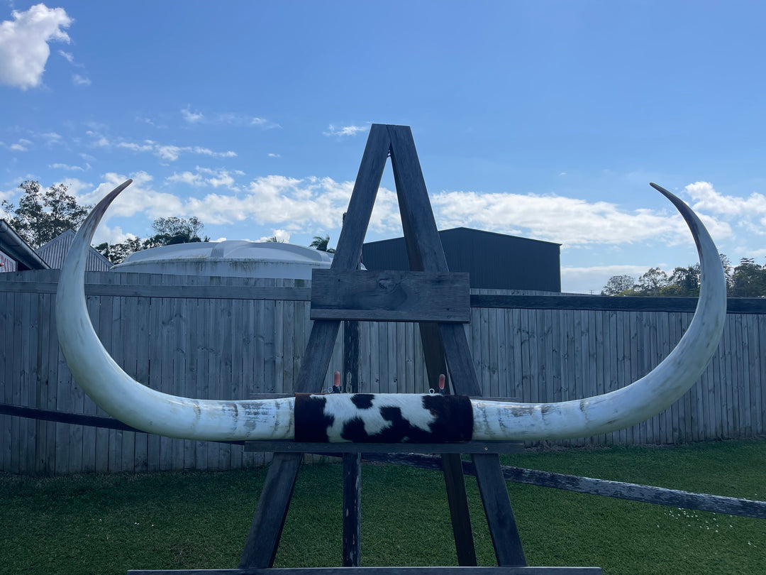 Mounted Cow Horns 37 (delivery extra on request)