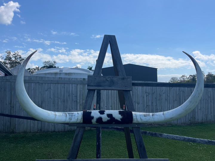 Mounted Cow Horns 37 (delivery extra on request)