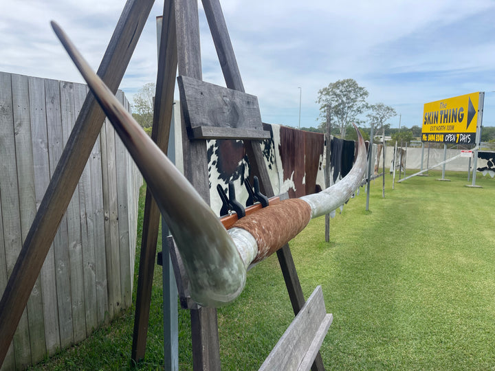 Mounted Cow Horns 05 (delivery extra on request)