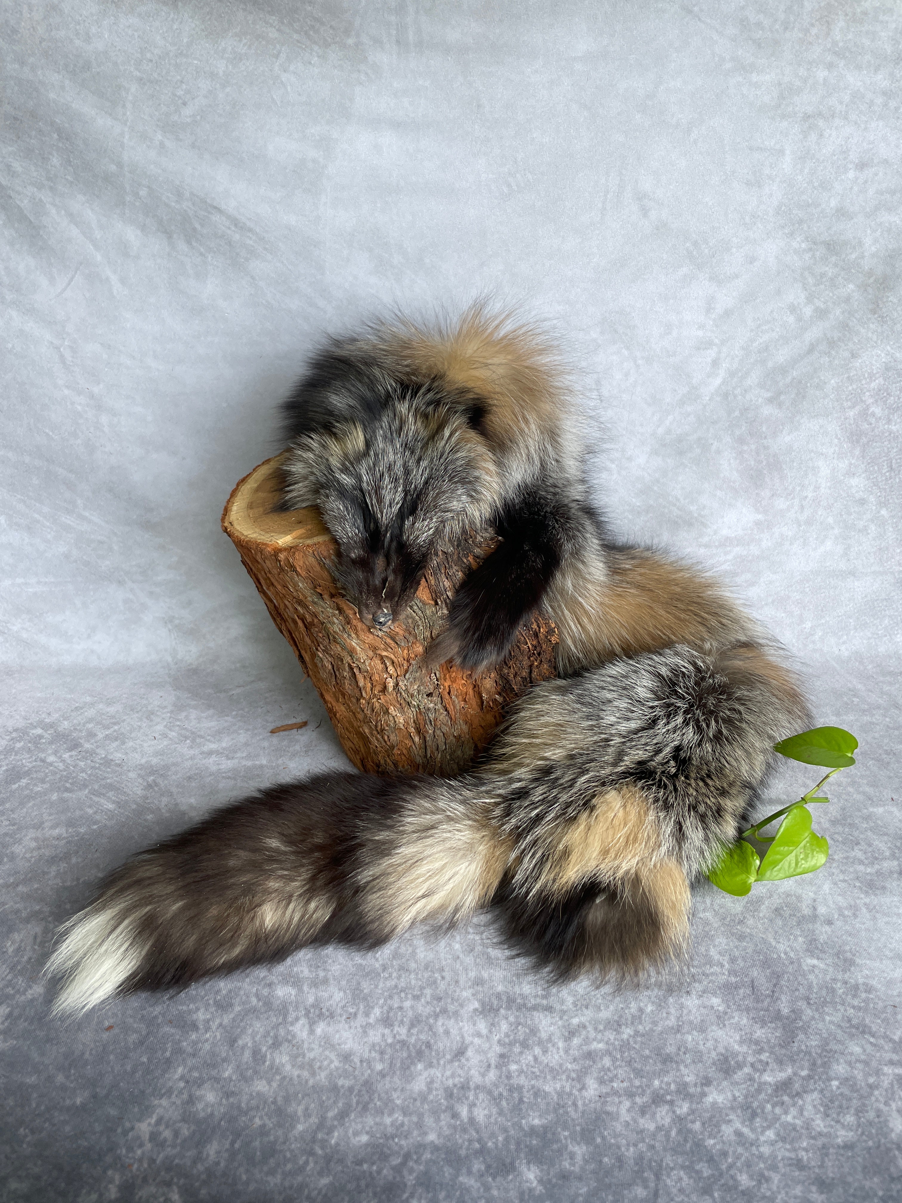 Specialty Skin - Fox Skins