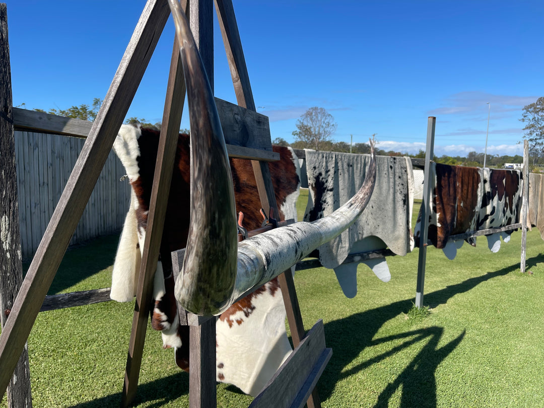 Mounted Cow Horns 45 (delivery extra on request)