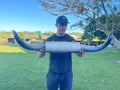 Mounted Cow Horns 01 (delivery extra on request)