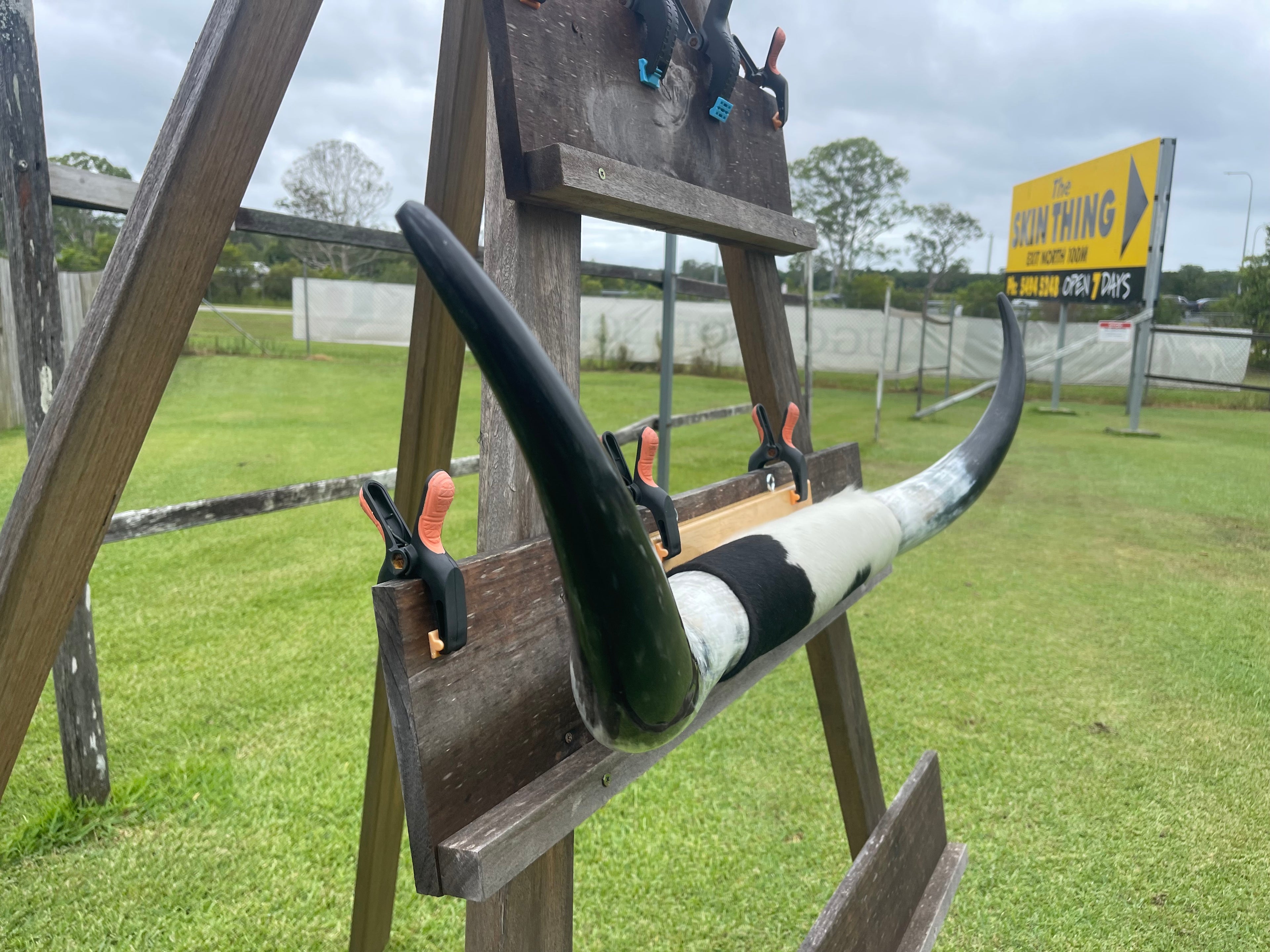 Mounted Cow Horns 20 (delivery extra on request)