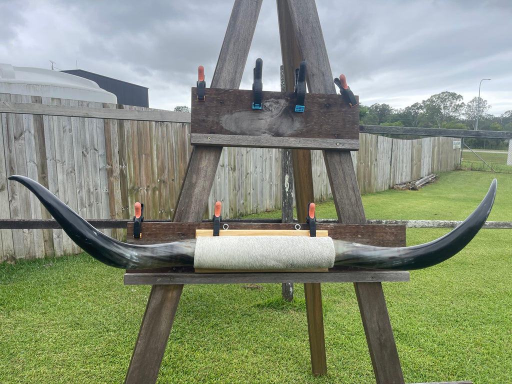 Mounted Cow Horns 36 (delivery extra on request)