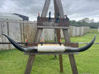Mounted Cow Horns 36 (delivery extra on request)