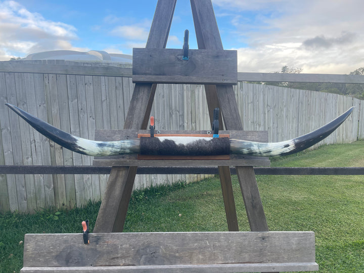 Mounted Cow Horns 22 (delivery extra on request)