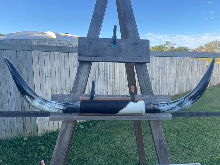 Mounted Cow Horns 01 (delivery extra on request)