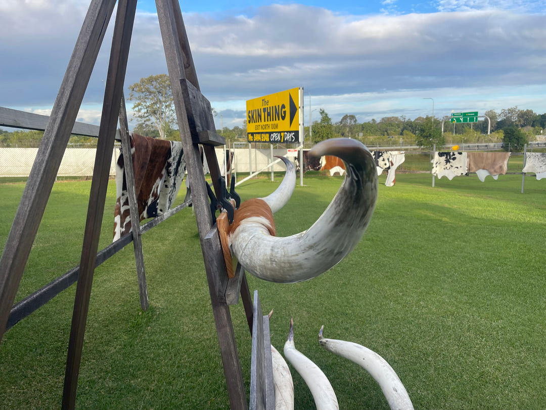 Mounted Cow Horns 50 (this set free delivery, can be dismantled )