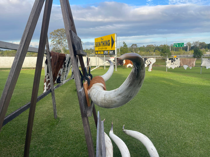 Mounted Cow Horns 50 (this set free delivery, can be dismantled )