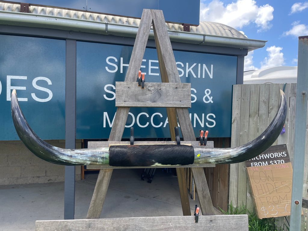 Mounted Cow Horns 26 (delivery extra on request )