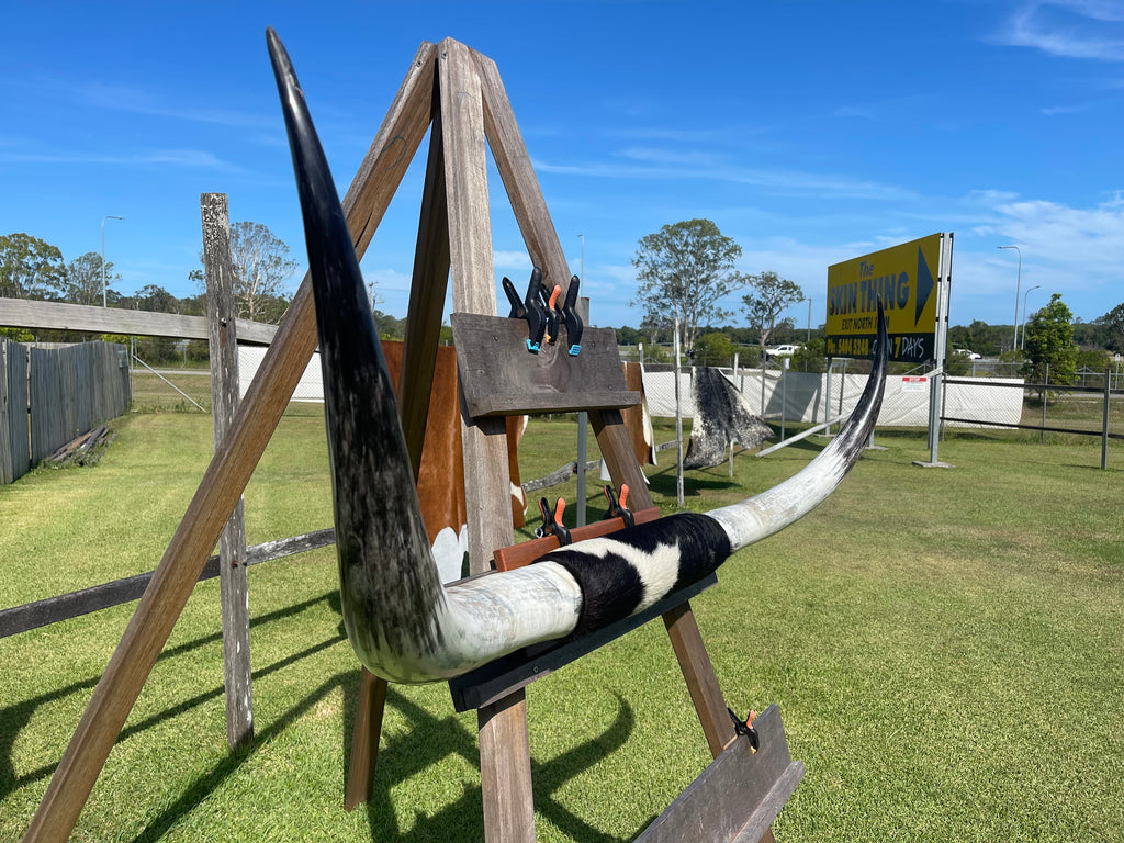 Mounted Cow Horns 07 (delivery extra on request)