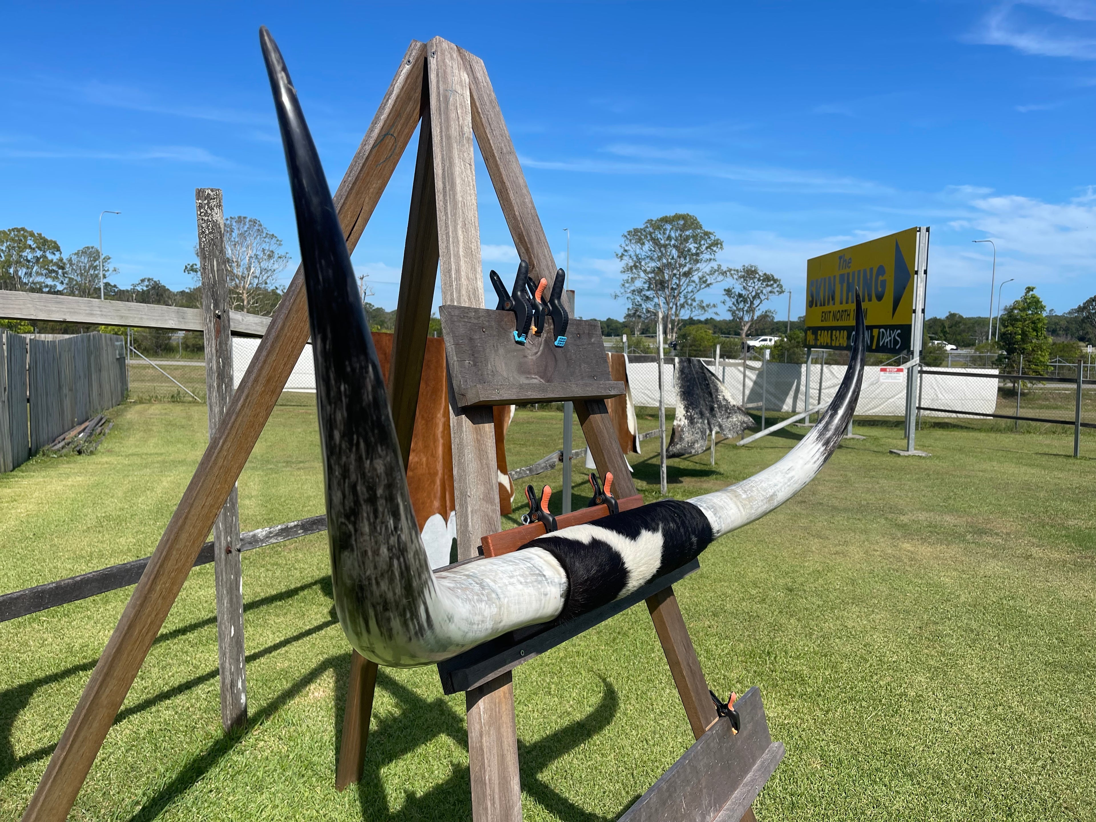 Mounted Cow Horns 07 (delivery extra on request)