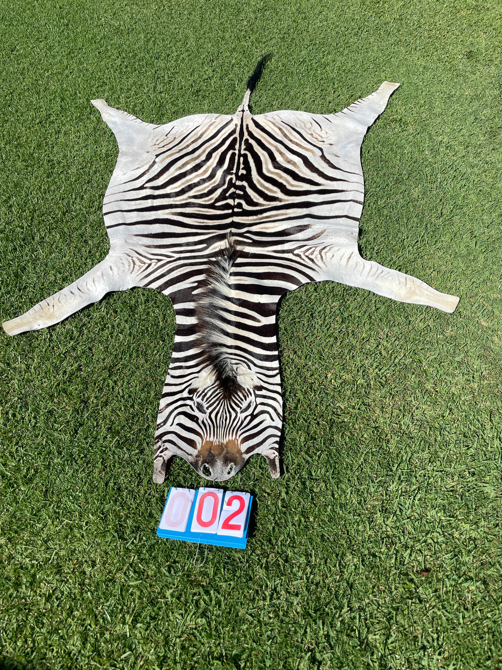 Specialty Skin - South African Zebra Skin (Real)