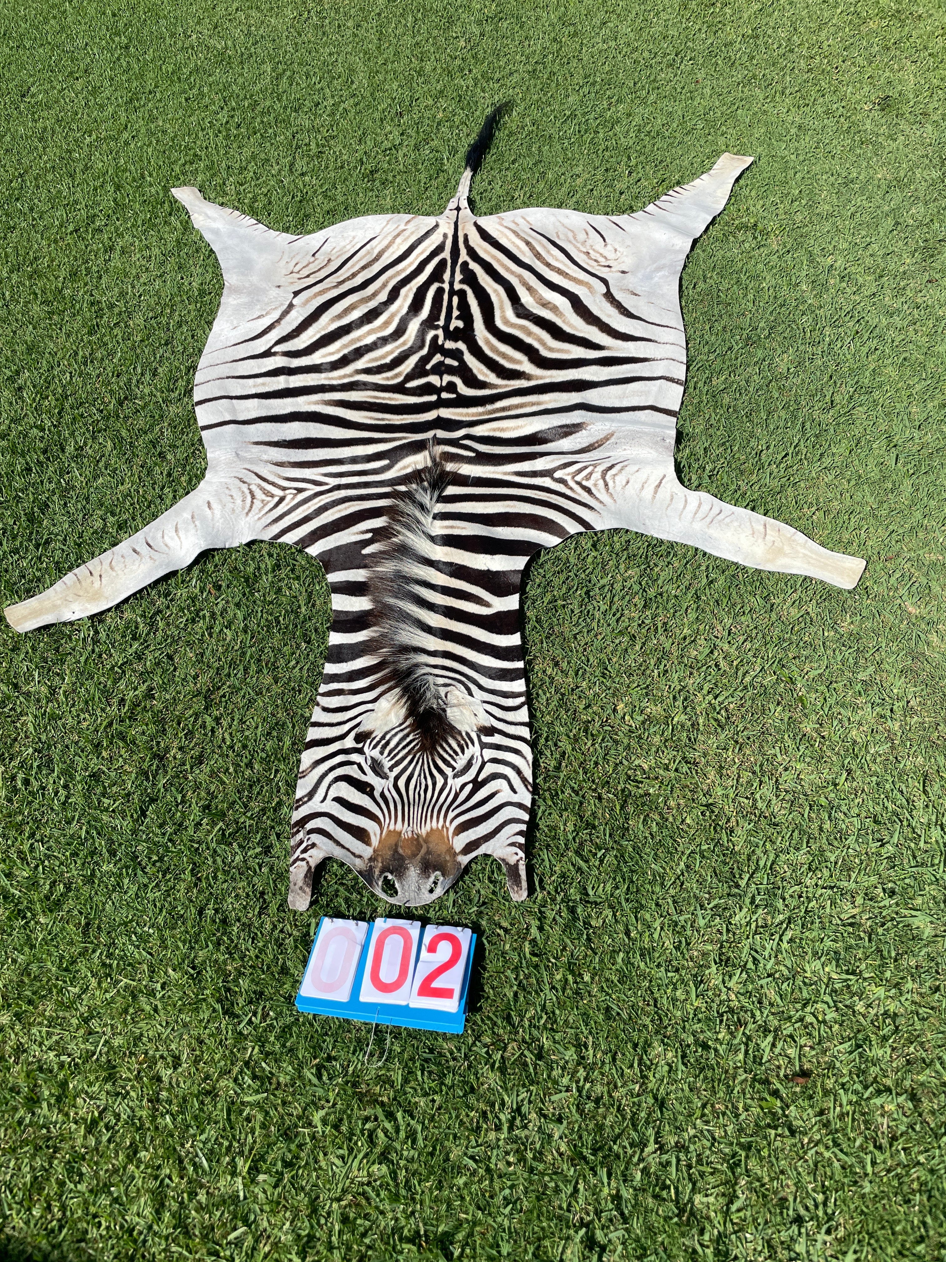Specialty Skin - South African Zebra Skin (Real)