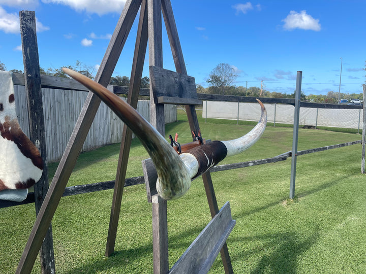Mounted Cow Horns 52 (this set free delivery,can be dismantled )