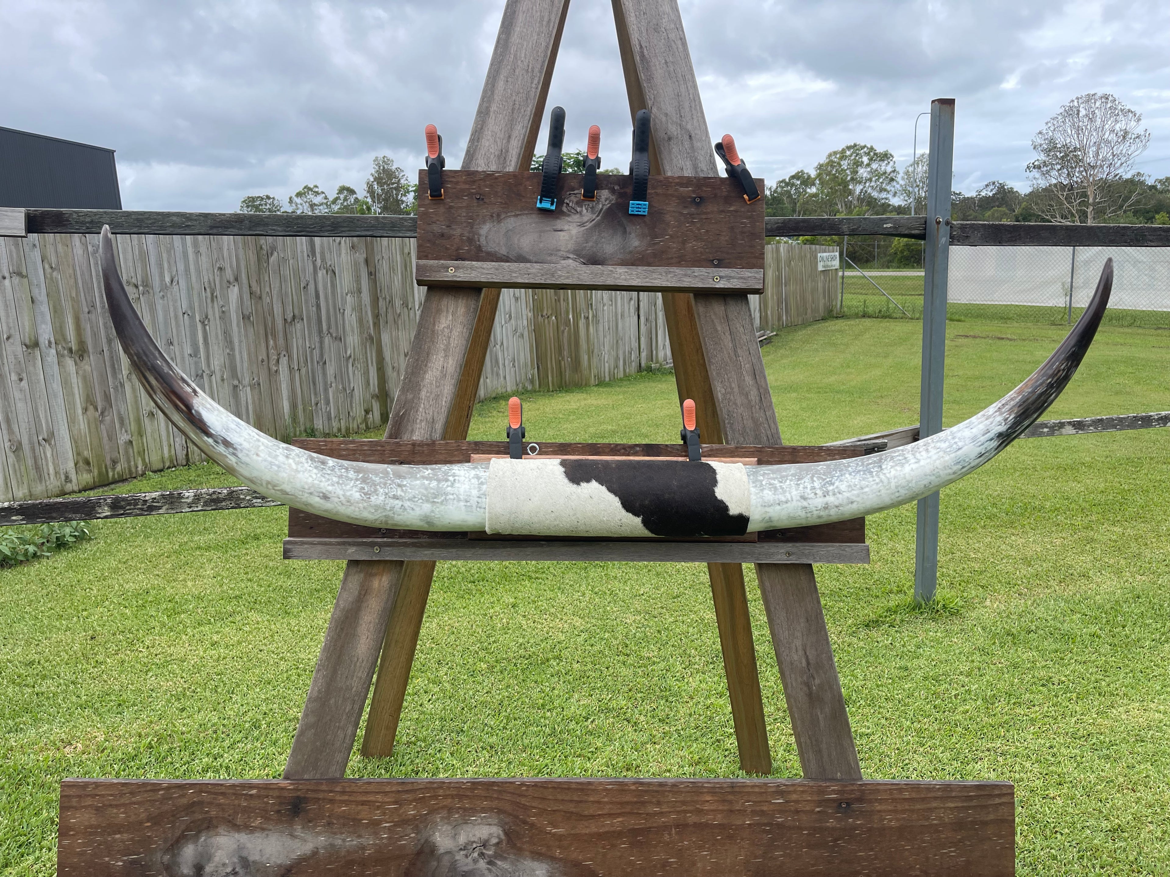 Mounted Cow Horns 18 ( delivery extra on request )