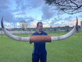 Mounted Cow Horns 26 (delivery extra on request)