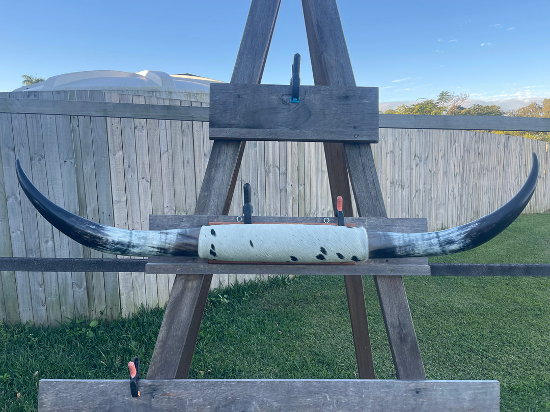 Mounted Cow Horns 33 (delivery extra on request)
