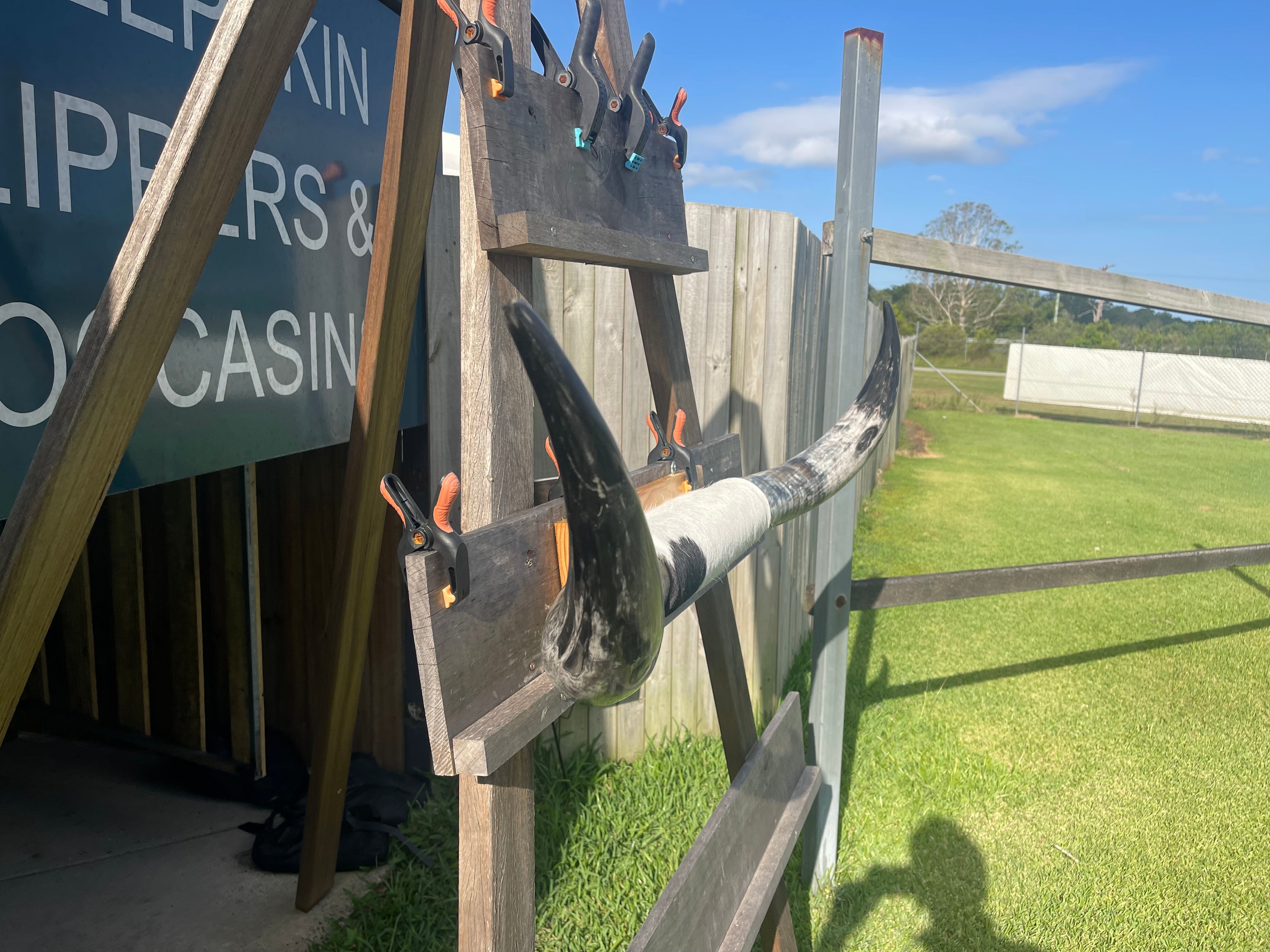 Mounted Cow Horns 35 (delivery extra on request)