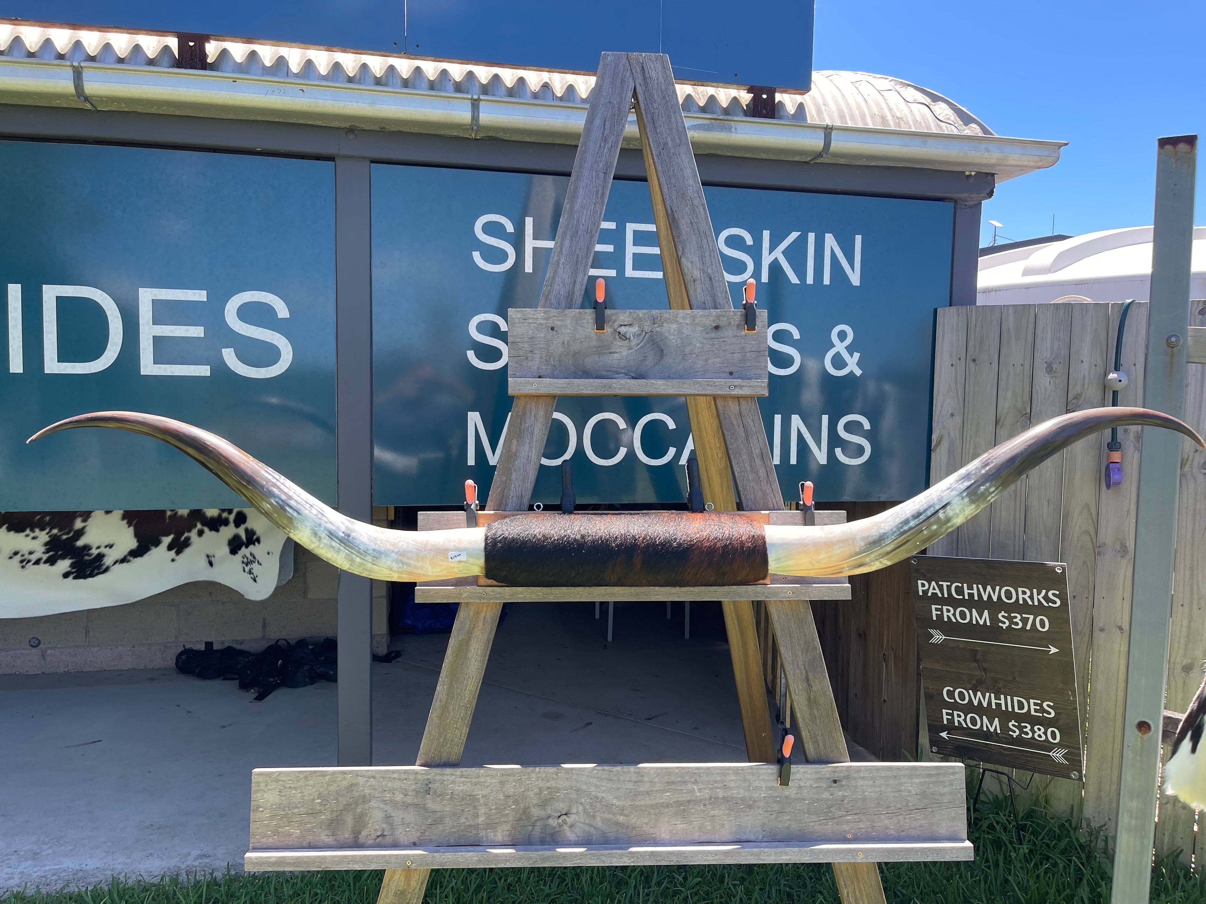 Mounted Cow Horns 03 (delivery extra on request