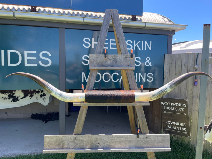 “2nd Grade” Mounted Cow Horns 03 (delivery extra on request