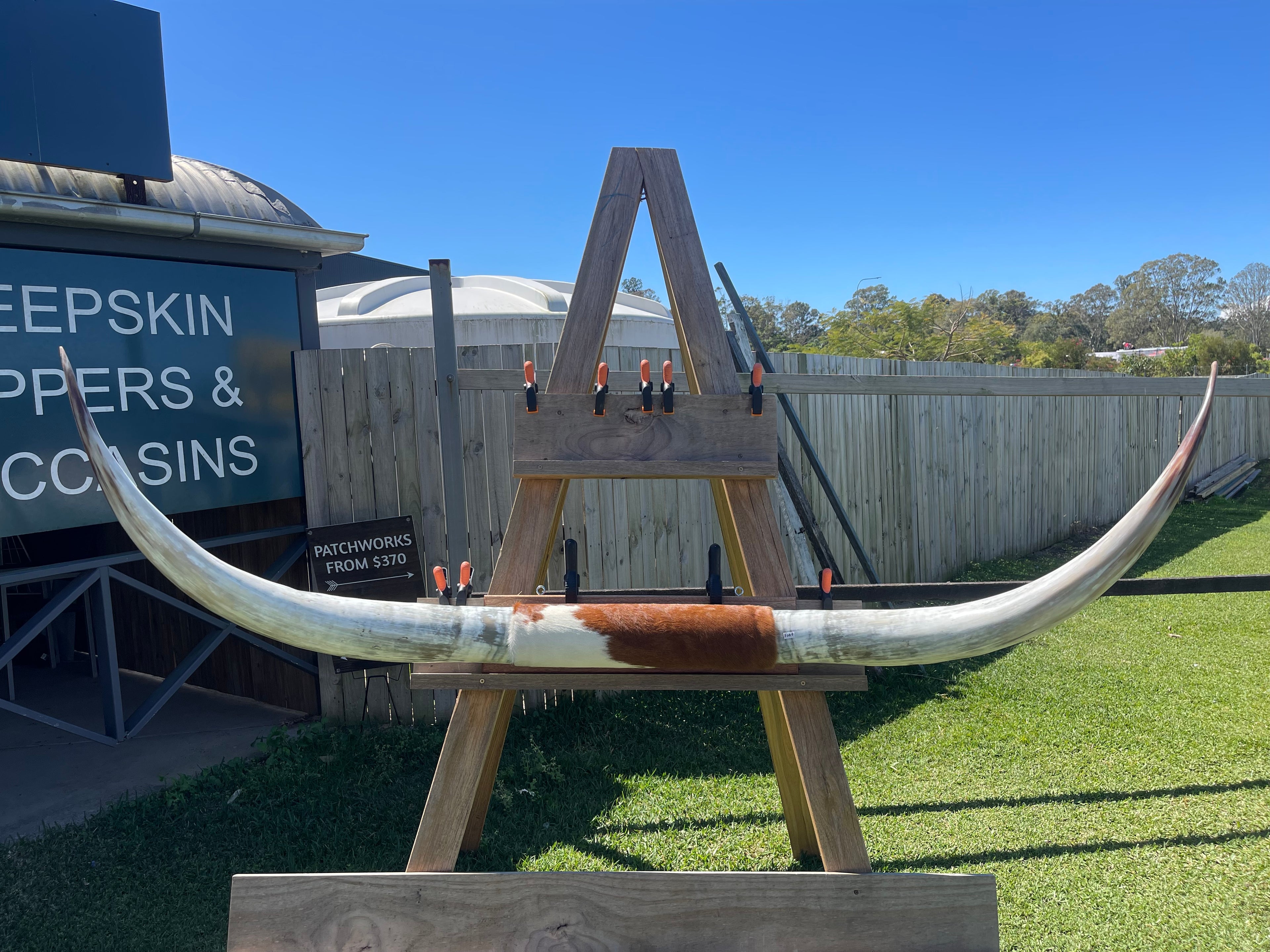 Mounted Cow Horns 15 (delivery extra on request)