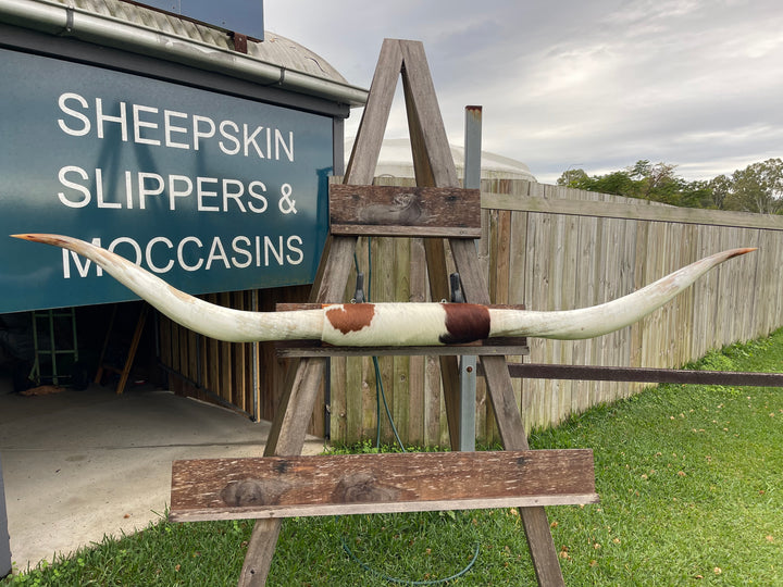 Mounted Cow Horns 02 (delivery extra on request)