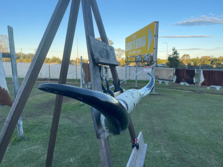 Mounted Cow Horns 22 (delivery extra on request)