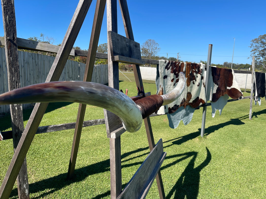 Mounted Cow Horns 20 (delivery extra on request )