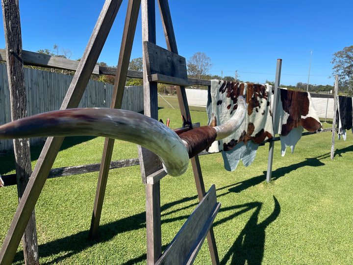 Mounted Cow Horns 20 (delivery extra on request )
