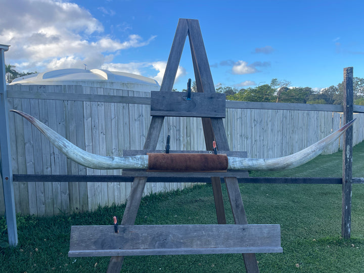 Mounted Cow Horns 46 (delivery extra on request)