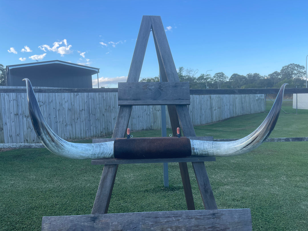 Mounted Cow Horns 36 (delivery extra on request)