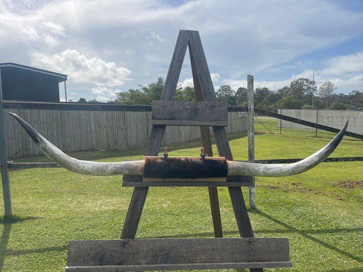 Mounted Cow Horns 08 (delivery extra on request)