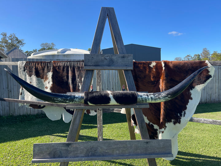 Mounted Cow Horns 36 (delivery extra on request)