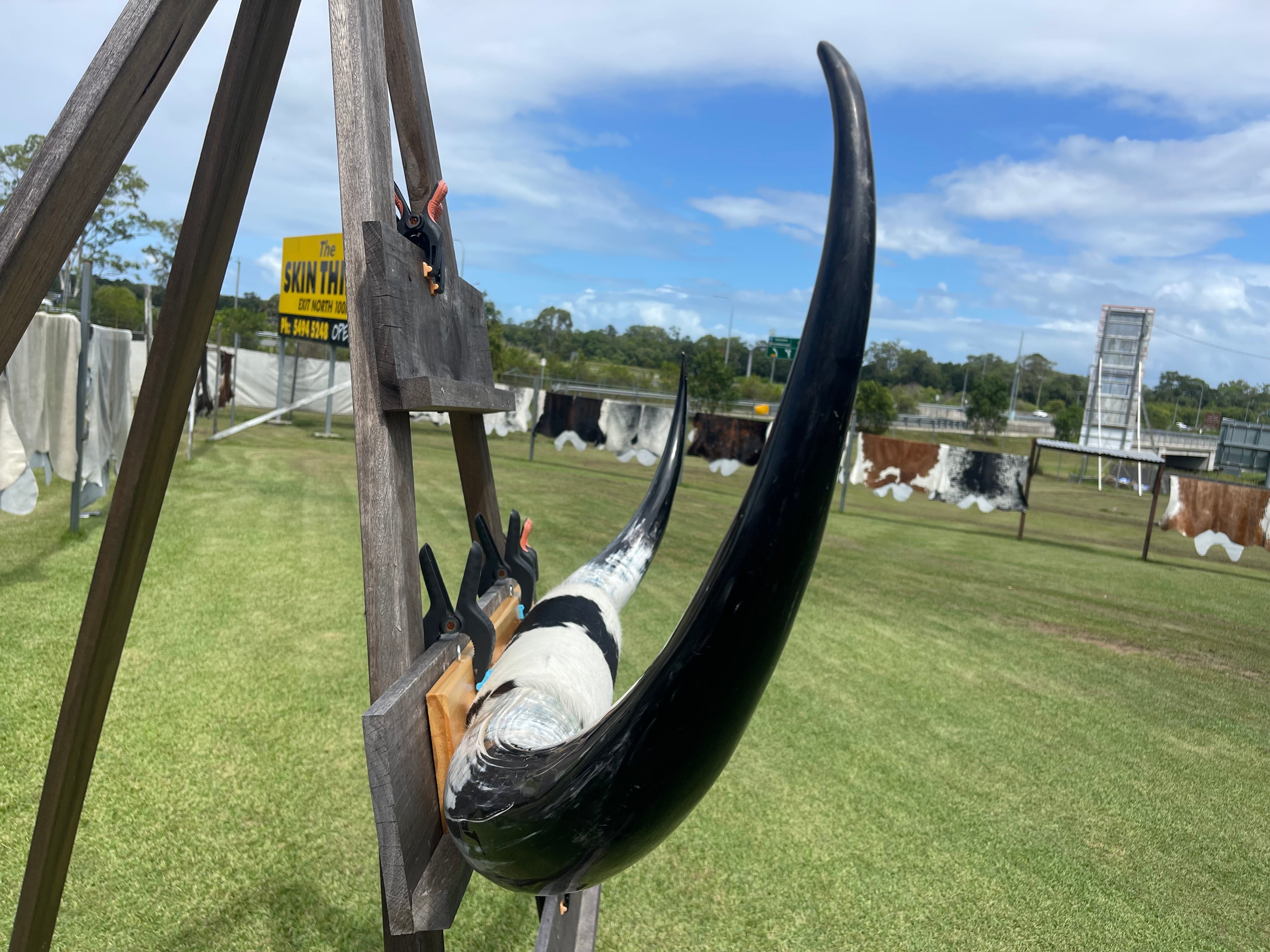 Mounted Cow Horns 05 (delivery extra on request)