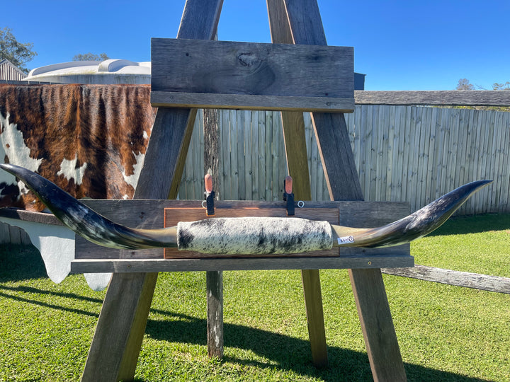 Mounted Cow Horns 09 (delivery extra on request )