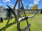 Mounted Cow Horns 27 (delivery extra on request)