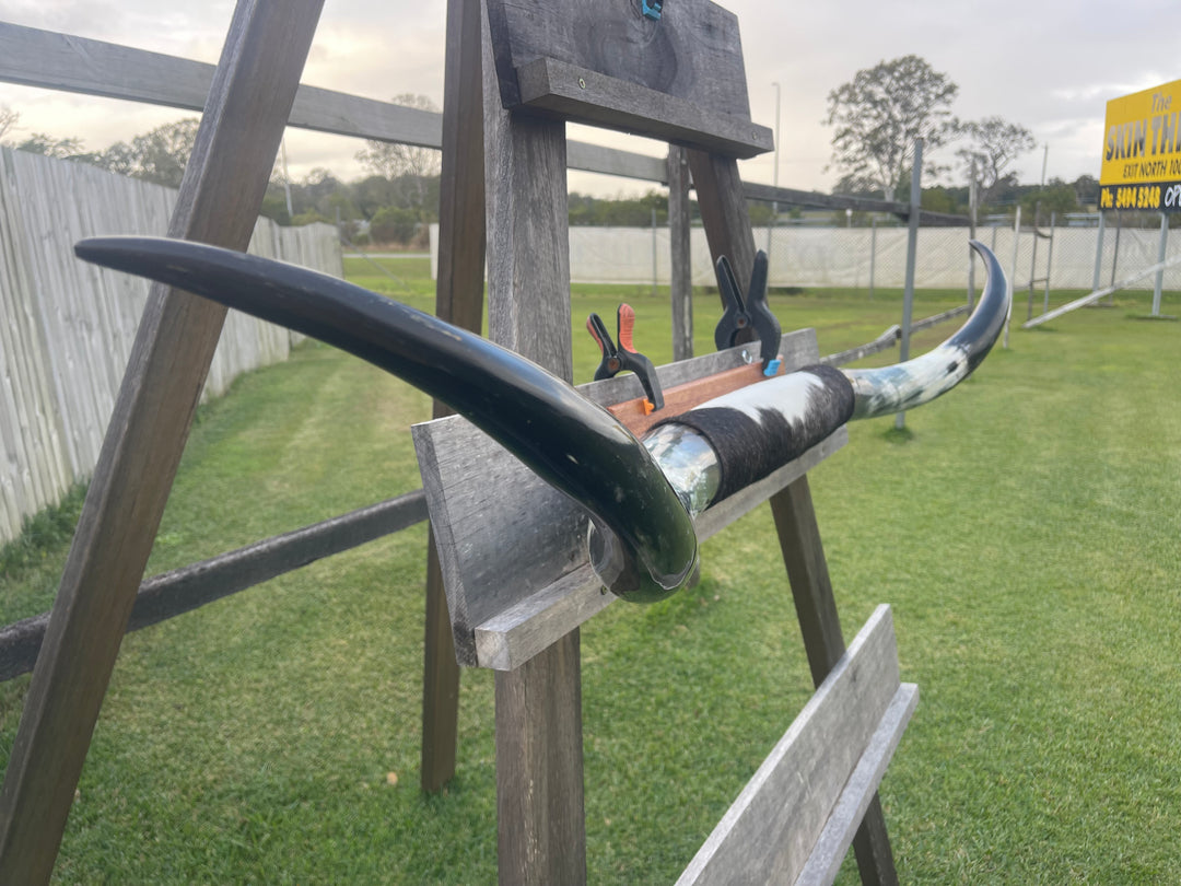 Mounted Cow Horns 22 (delivery extra on request)